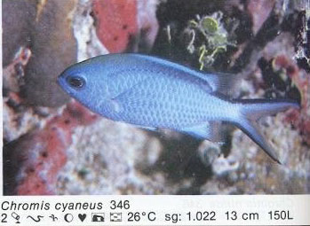Chromis cyaneus
